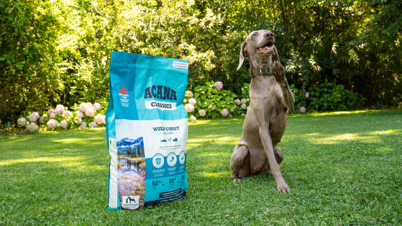Un perro junto a un saco de alimento ACANA Classics Wild Coast en un jardín